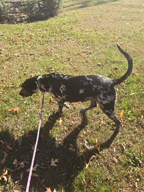 Marshmallow, a Adoptable Great Dane in Martinsburg, WV image 2/3