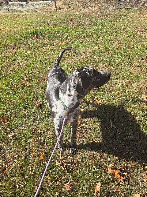 Marshmallow, a Adoptable Great Dane in Martinsburg, WV image 1/3