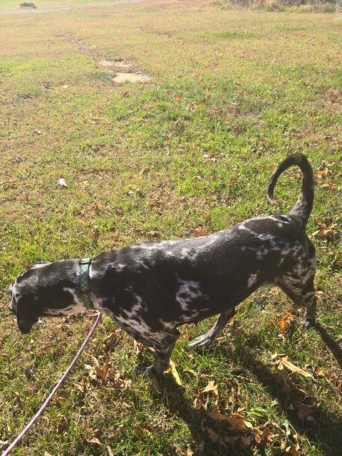 Marshmallow, a Adoptable Great Dane in Martinsburg, WV image 3/3