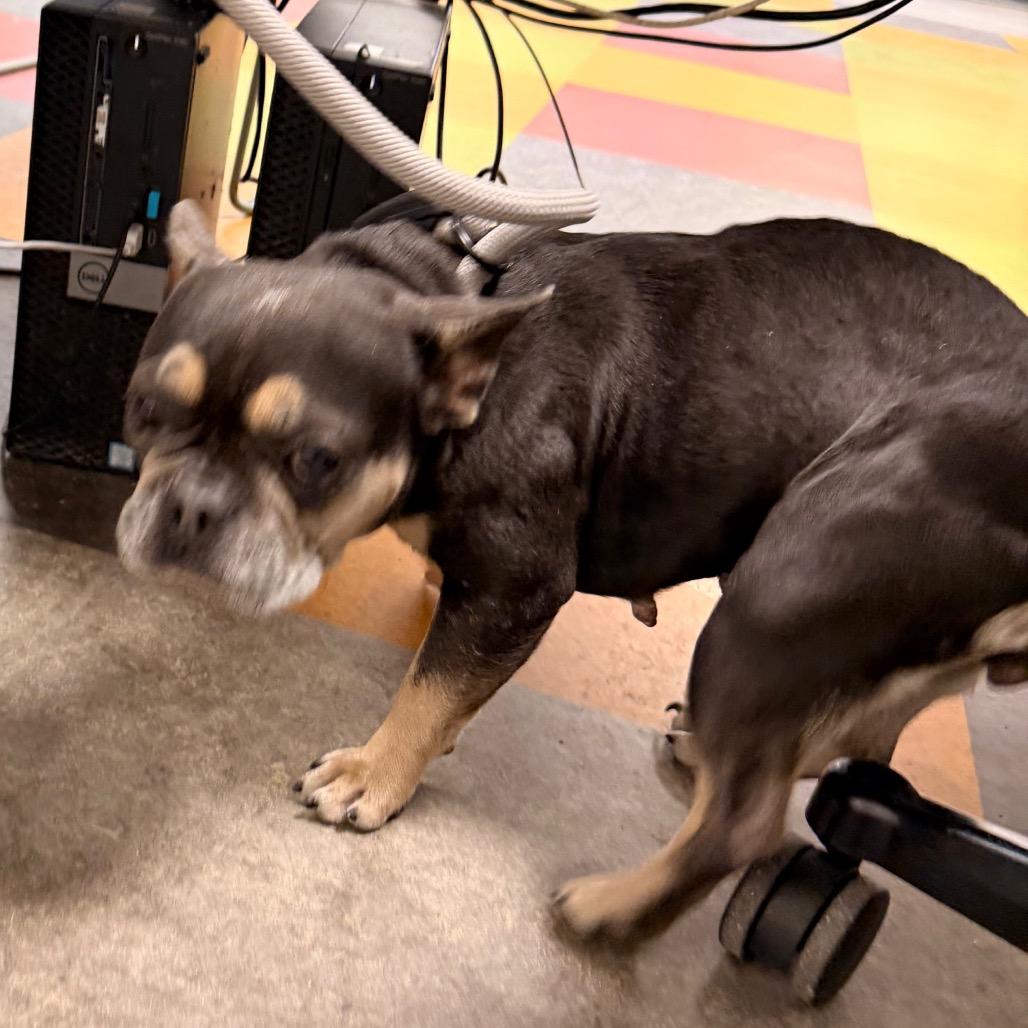 Queen Paws, Adoptable, Adult Female French Bulldog.