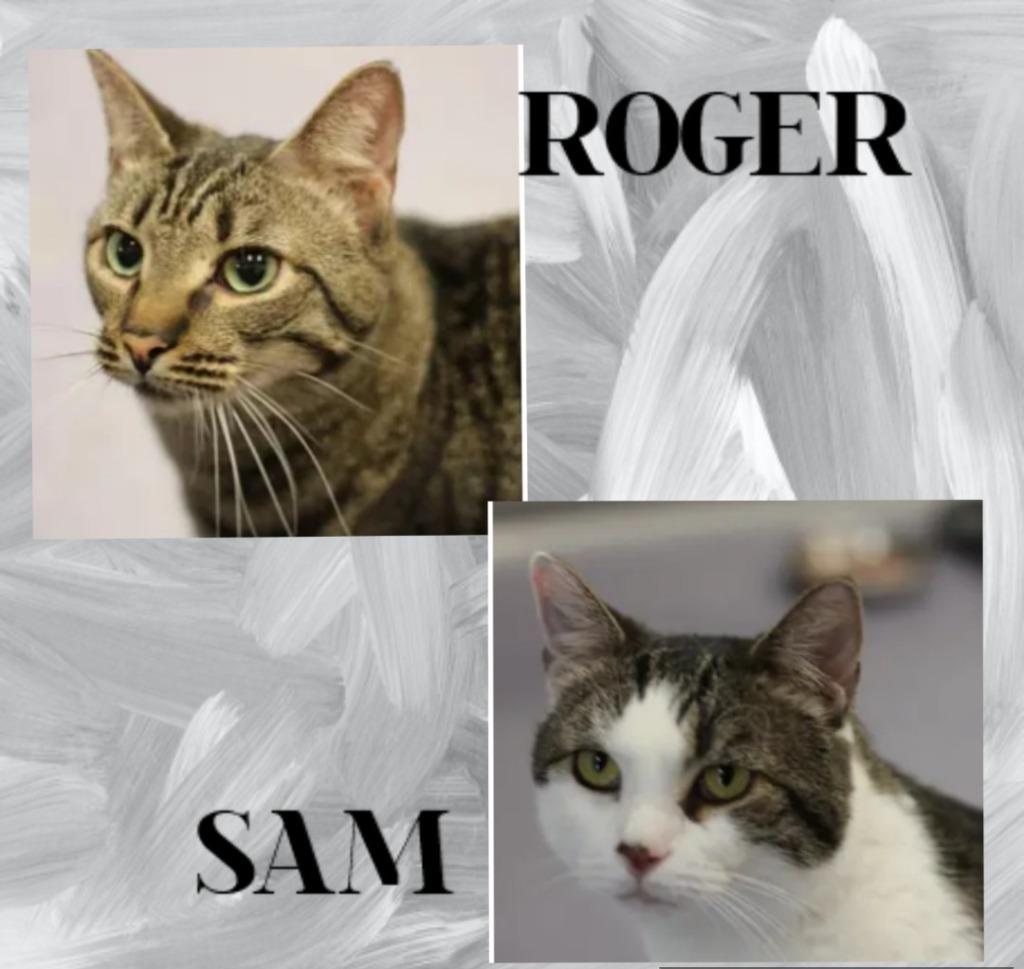 Enlarge Roger (and Sam), a Adoptable mixed breed in Rockford, IL image 1/3