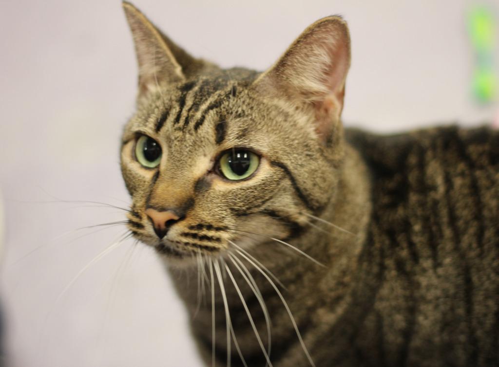 Enlarge Roger, a Adoptable mixed breed in Rockford, IL image 1/2