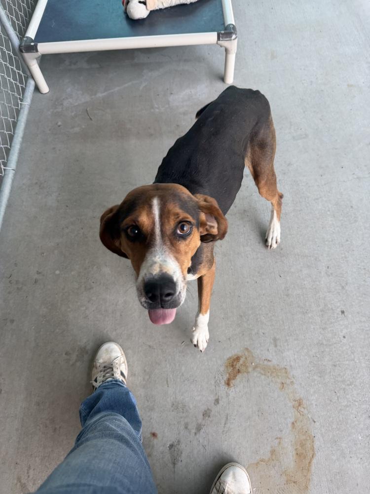 Winnie, Adoptable, Young Female Hound.