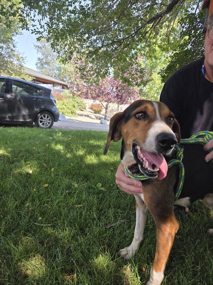 Winnie, a Adoptable Hound in Salmon, ID image 2/4