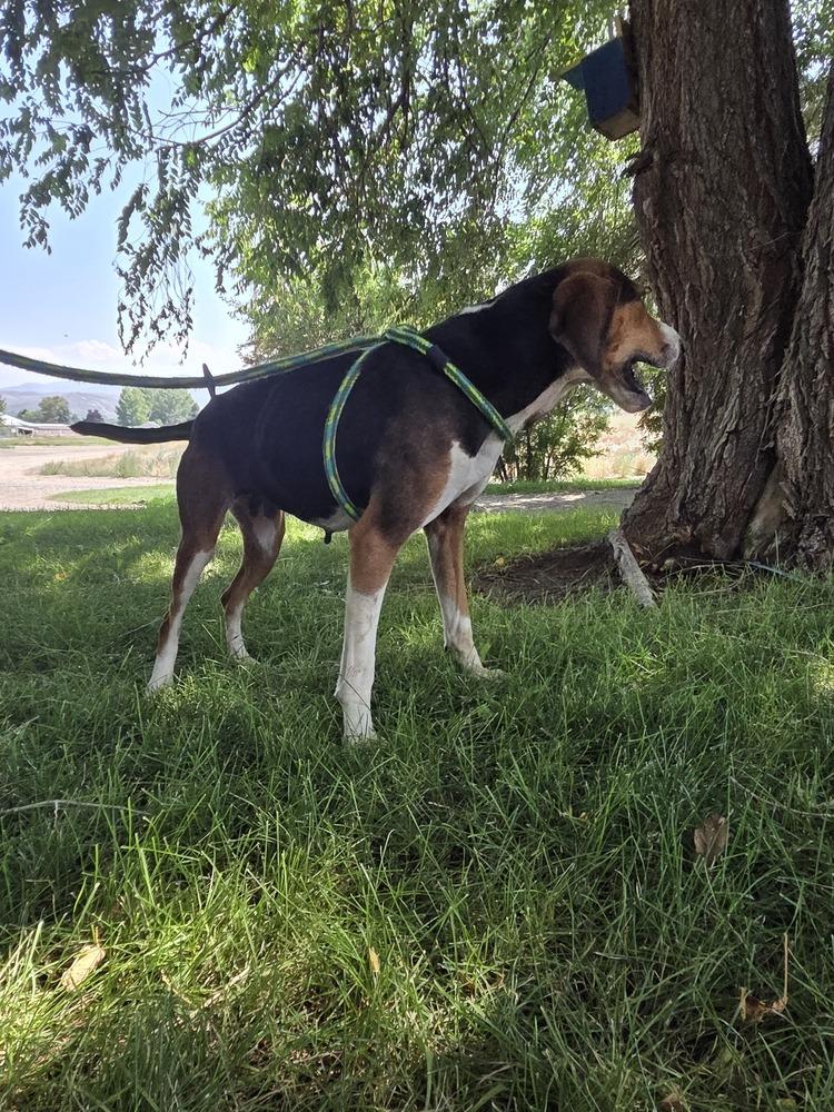 Winnie, a Adoptable Hound in Salmon, ID image 3/4
