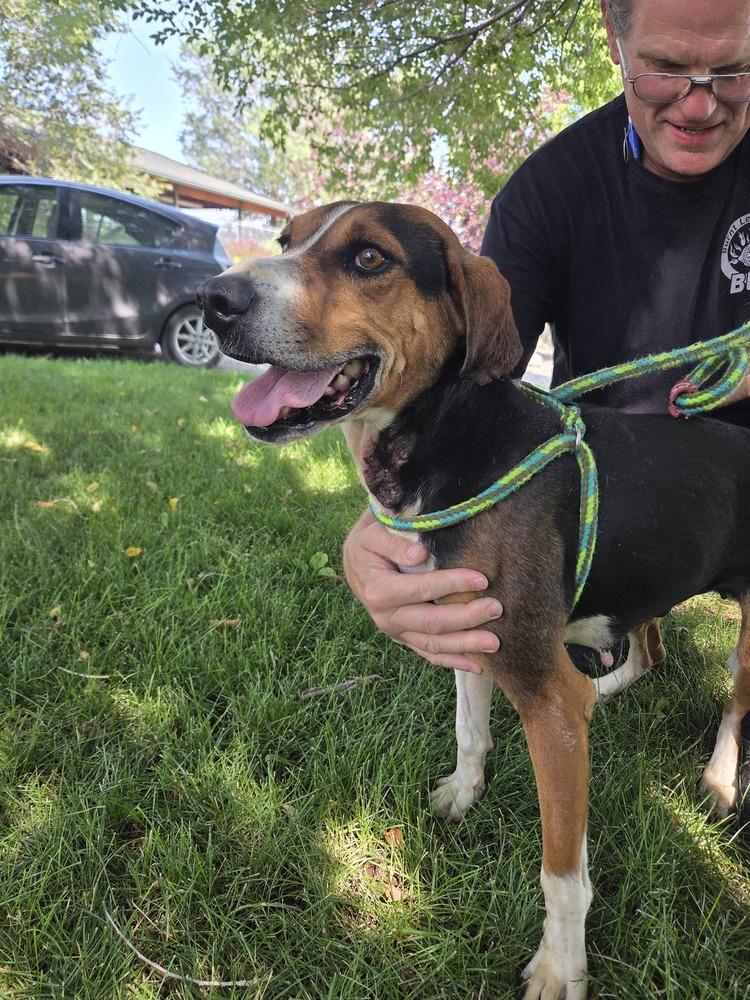 Winnie, a Adoptable Hound in Salmon, ID image 4/4