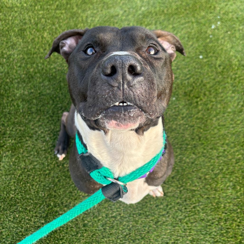Geronimo, Adoptable, Adult Male Pit Bull Terrier.
