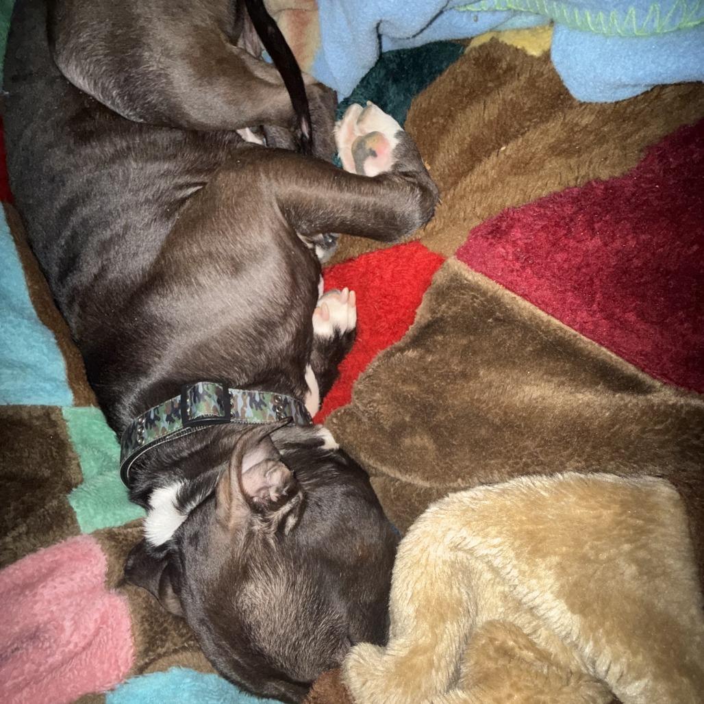 Geronimo, Adoptable, Adult Male Pit Bull Terrier.