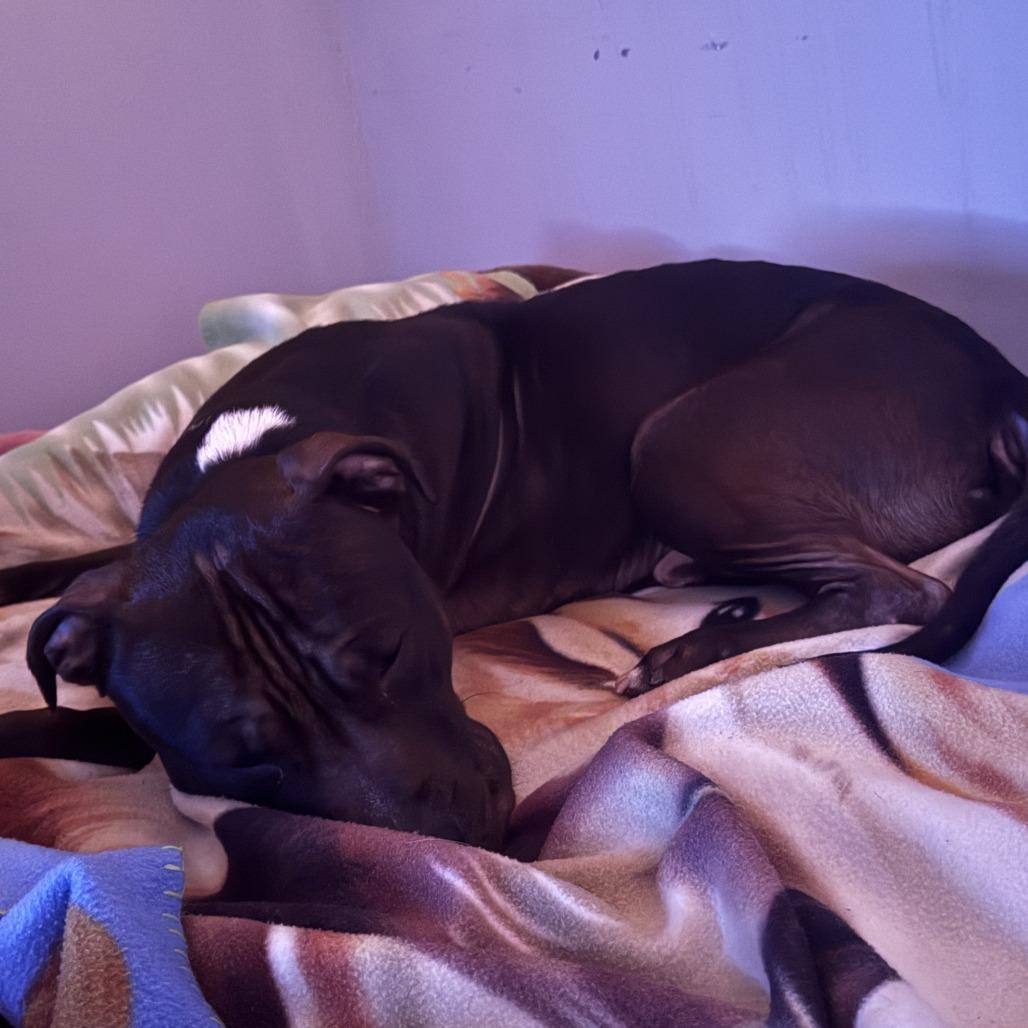 Enlarge Geronimo, a Adoptable Pit Bull Terrier in Philadelphia, PA image 3/6