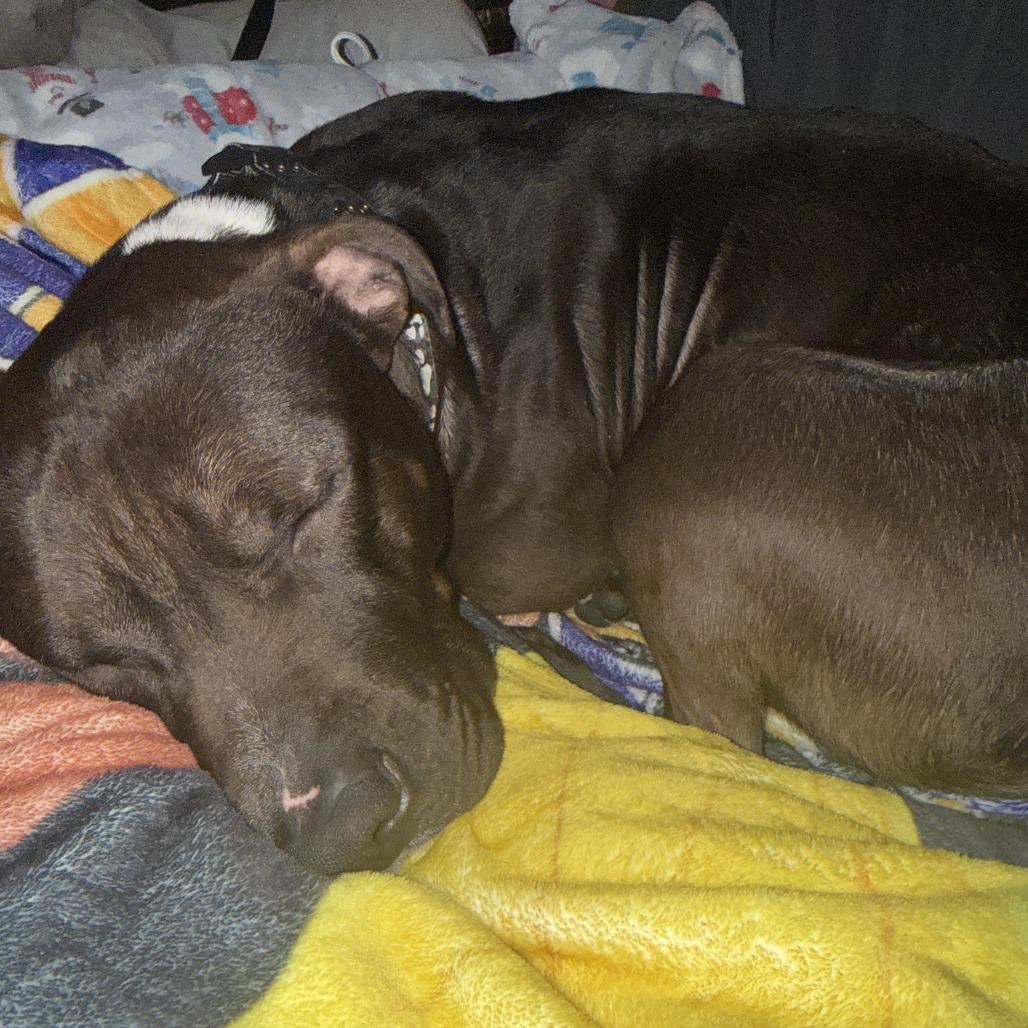 Enlarge Geronimo, a Adoptable Pit Bull Terrier in Philadelphia, PA image 4/6