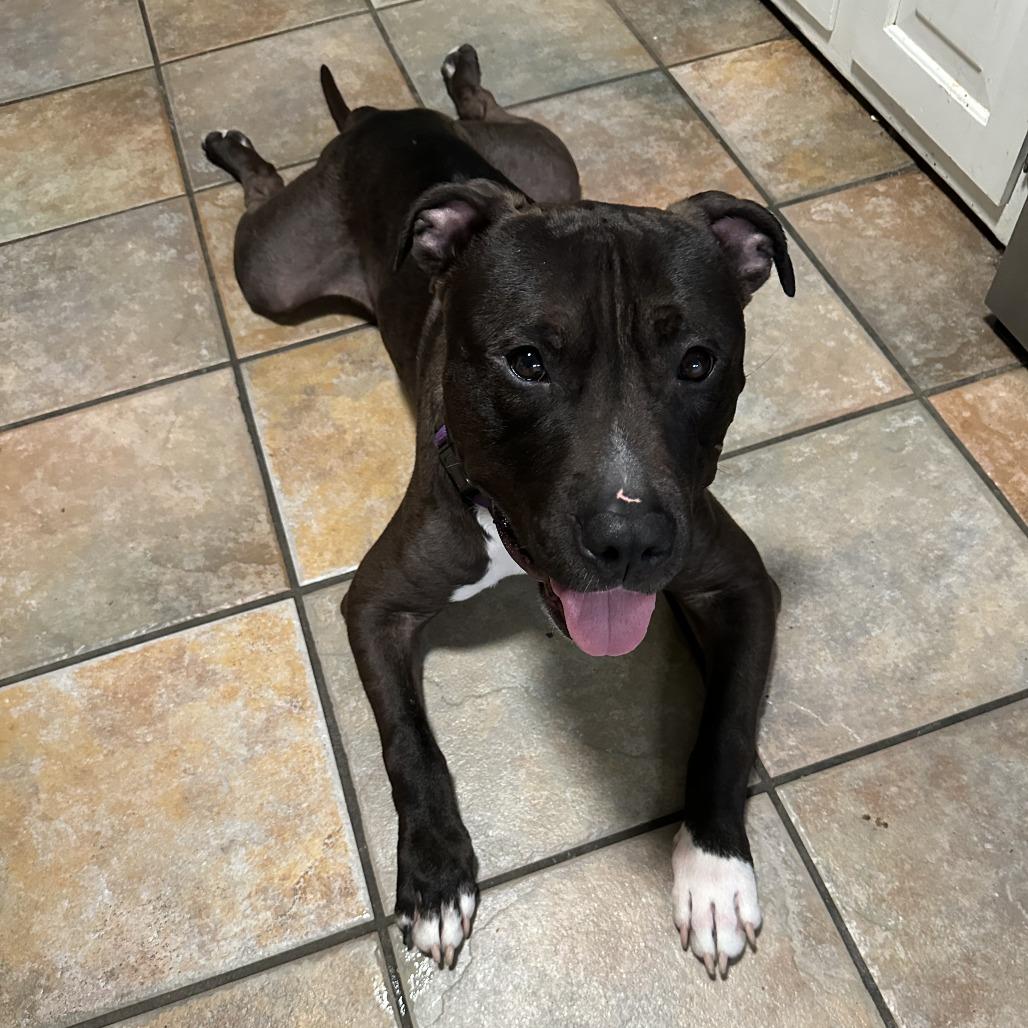 Enlarge Geronimo, a Adoptable Pit Bull Terrier in Philadelphia, PA image 4/5