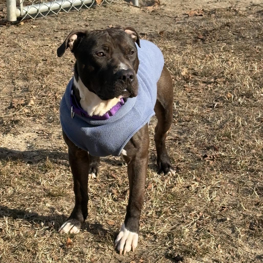 Enlarge Geronimo, a Adoptable Pit Bull Terrier in Philadelphia, PA image 5/6
