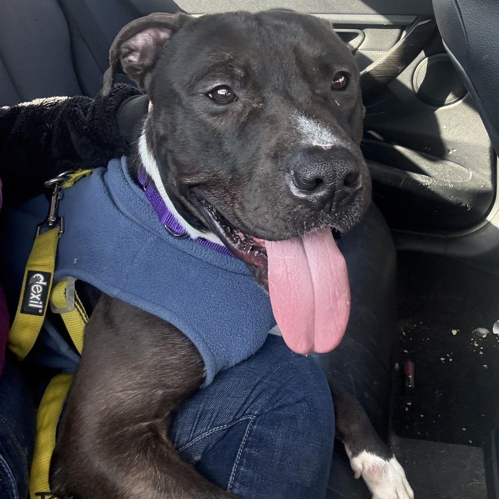 Enlarge Geronimo, a Adoptable Pit Bull Terrier in Philadelphia, PA image 6/6