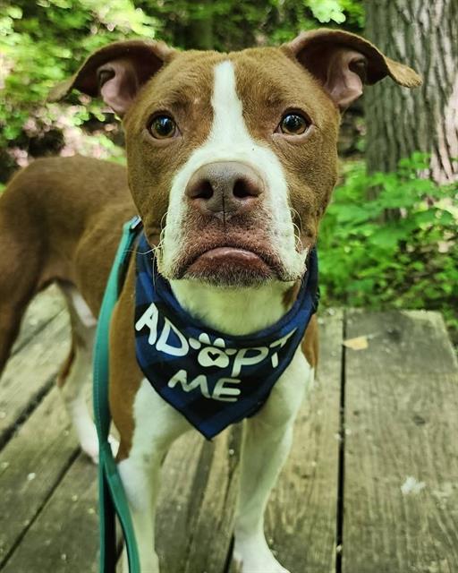 Enlarge BUBBA GUMP, a Adoptable Boxer in Peoria, IL image 1/1