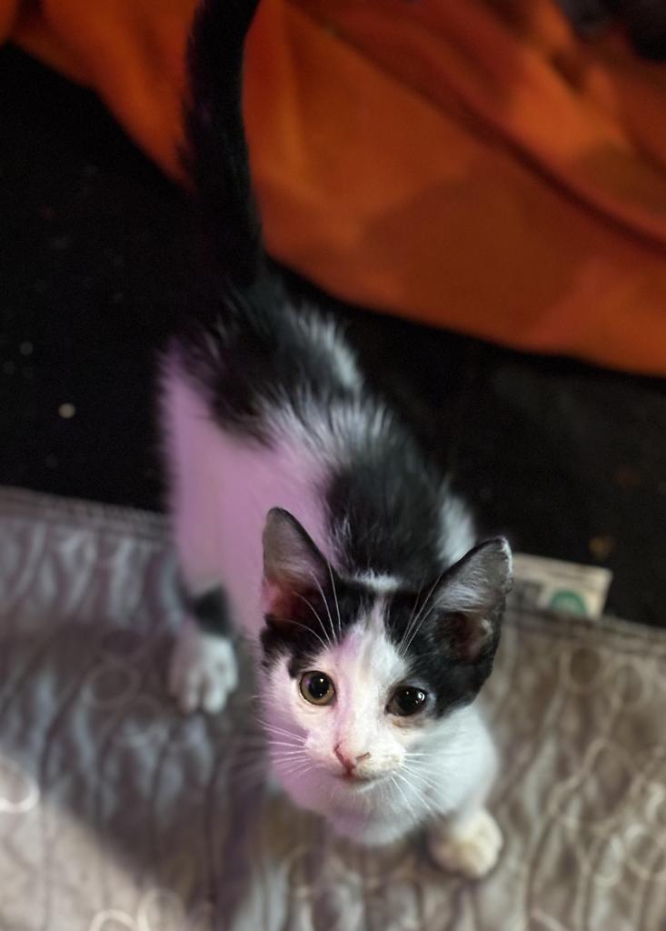 Li-Shang, Adoptable, Young Male Domestic Long Hair.