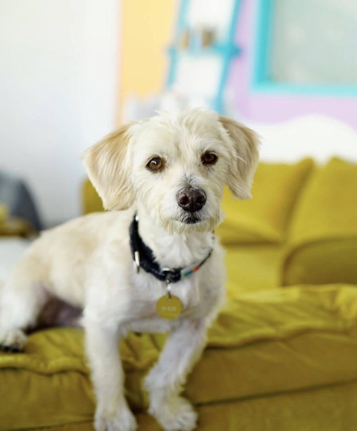 Enlarge Mozzarella Stick, a Adoptable mixed breed in Pasadena, CA image 3/5