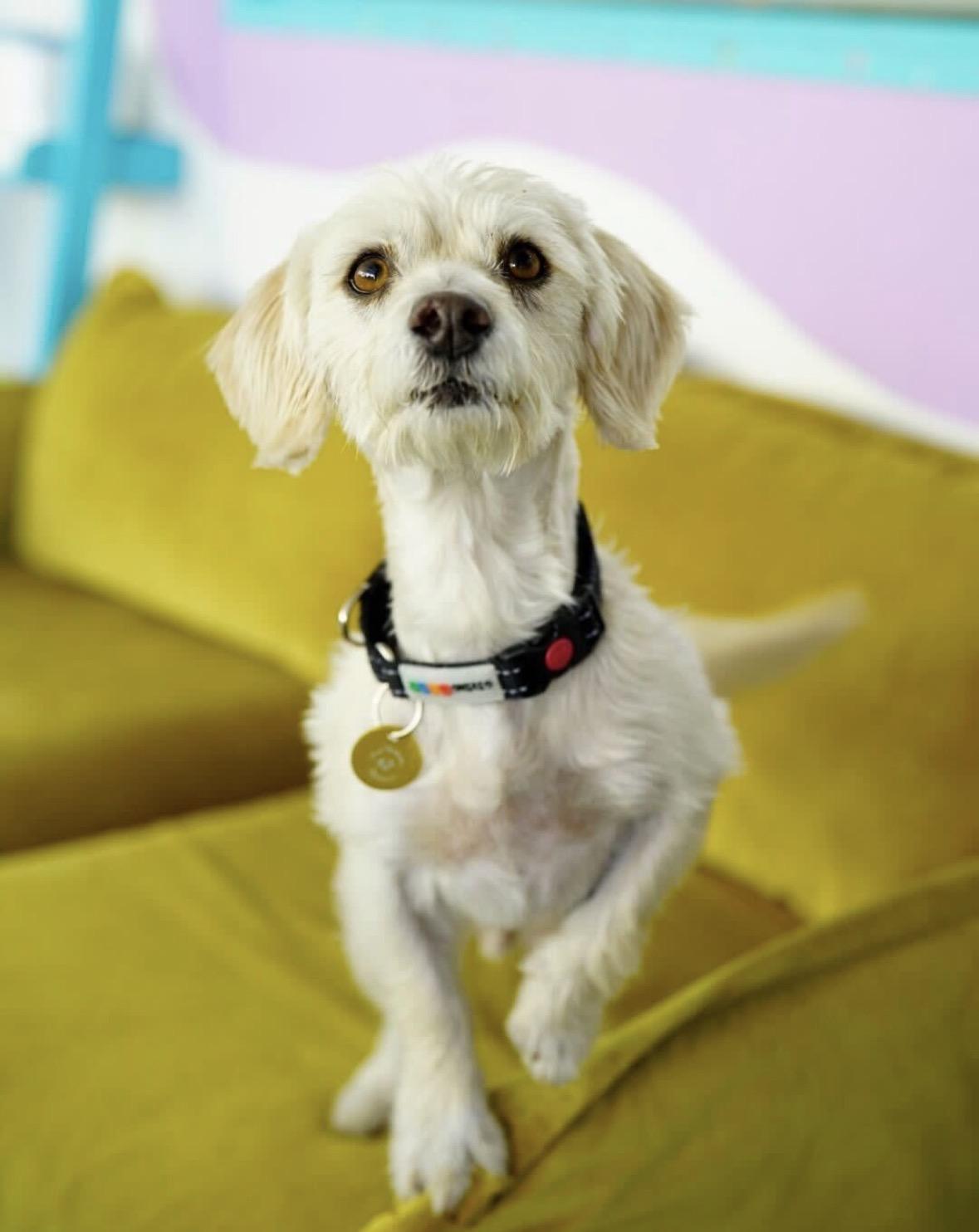 Mozzarella Stick, Adoptable, Young Male Poodle.