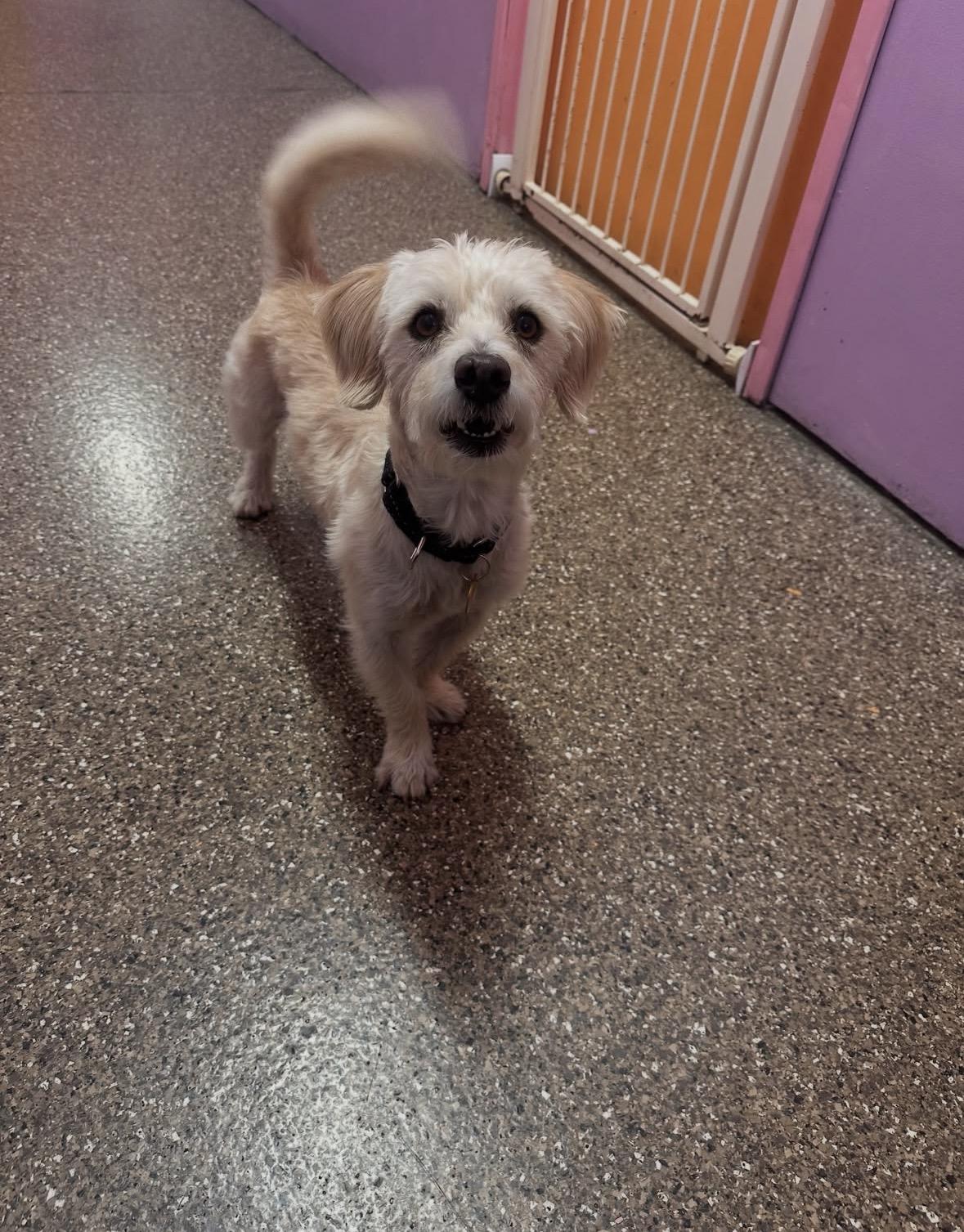 Enlarge Mozzarella Stick, a Adoptable mixed breed in Pasadena, CA image 5/5