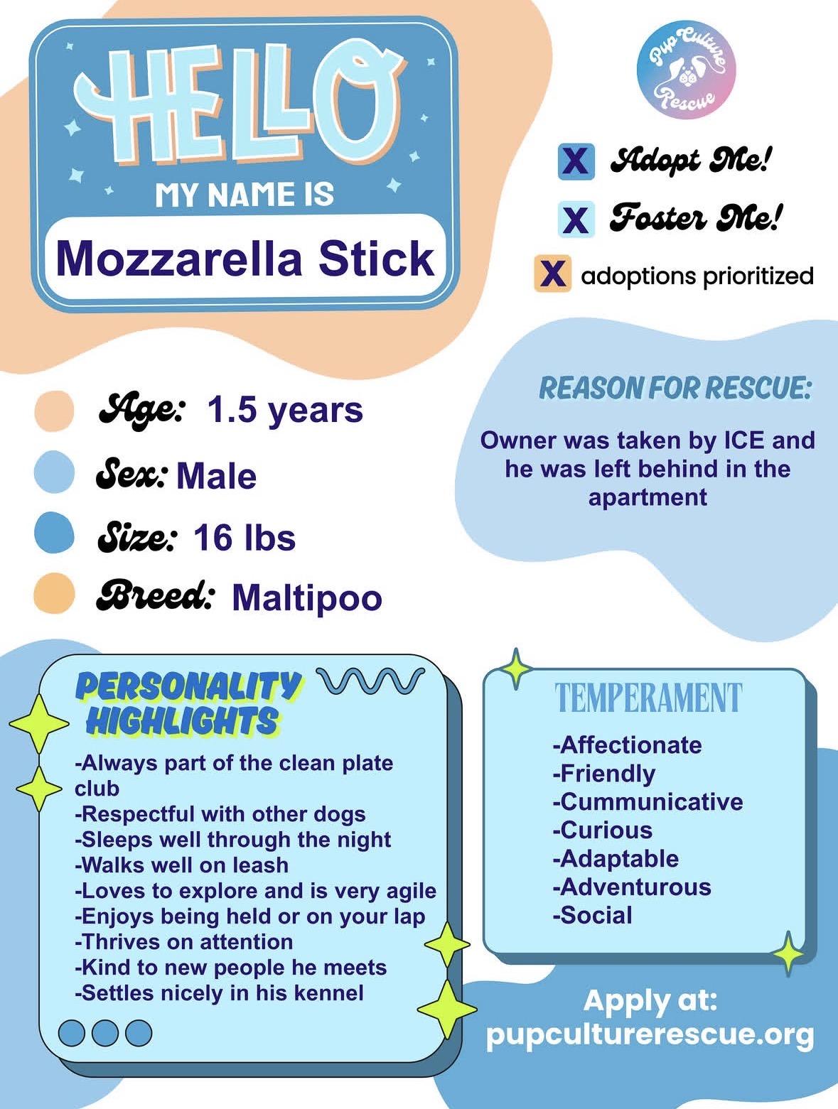 Enlarge Mozzarella Stick, a Adoptable mixed breed in Pasadena, CA image 2/5