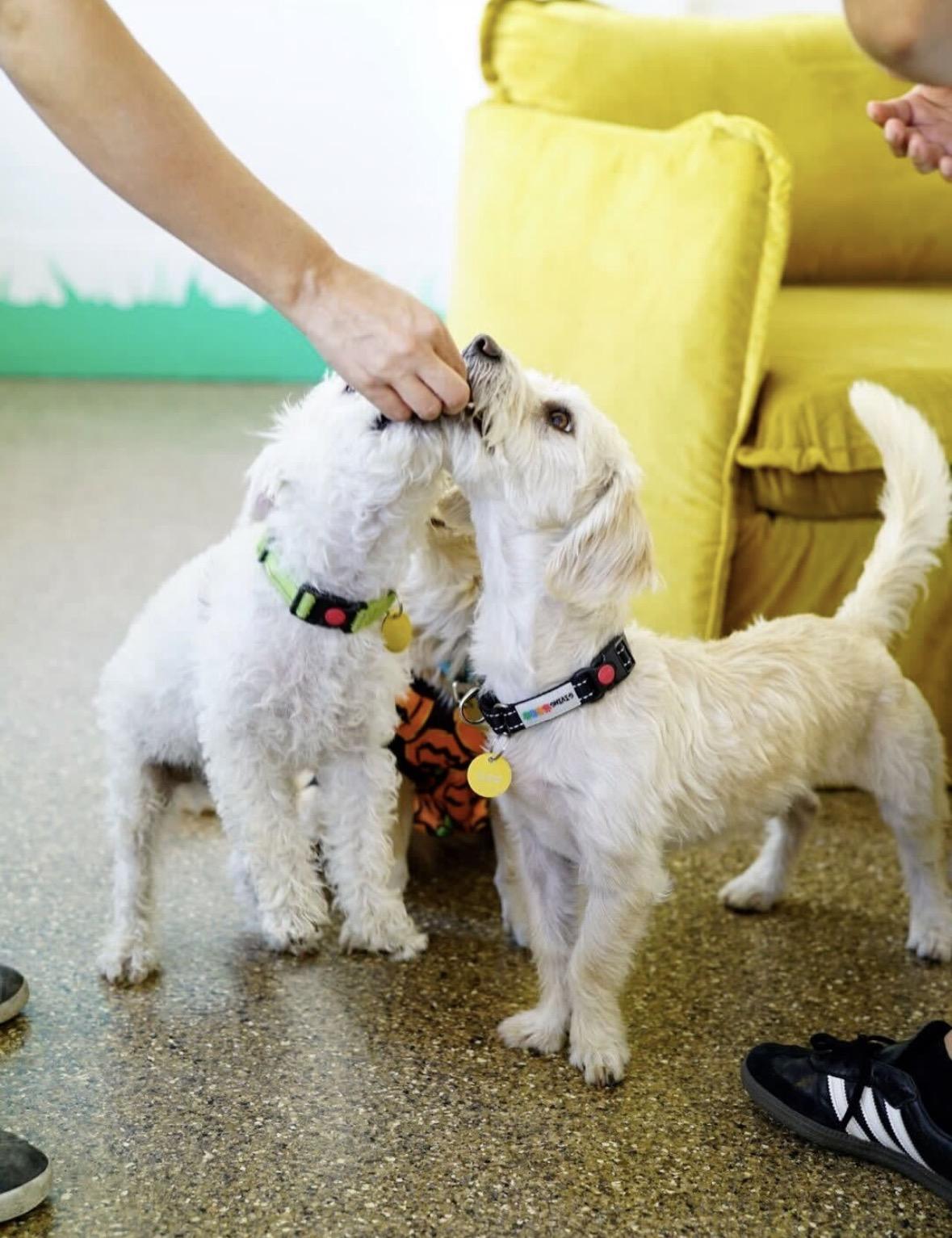 Enlarge Mozzarella Stick, a Adoptable mixed breed in Pasadena, CA image 4/5