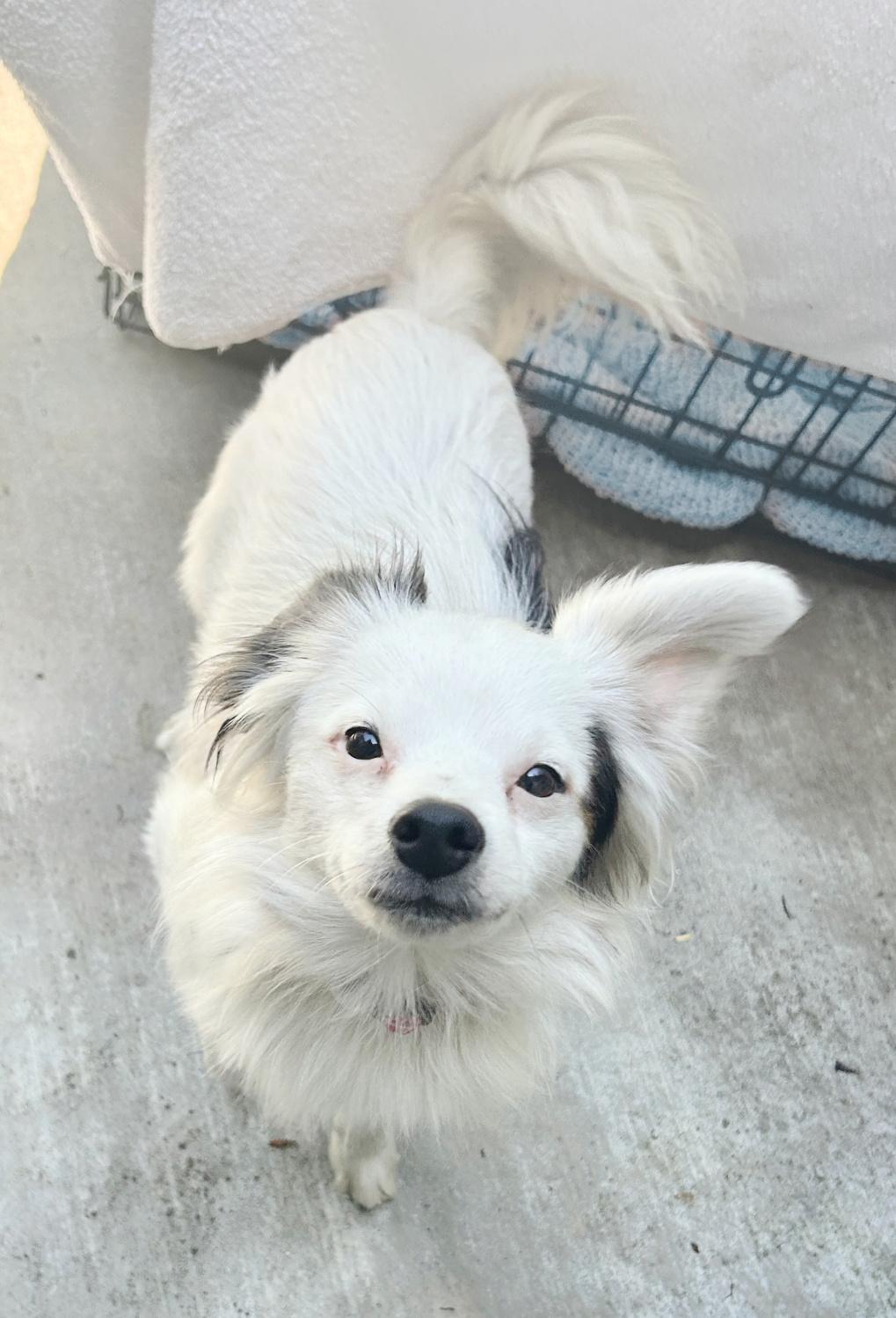 Mikey is very sweet!, Adopted, Young Male Papillon & Tibetan Spaniel.