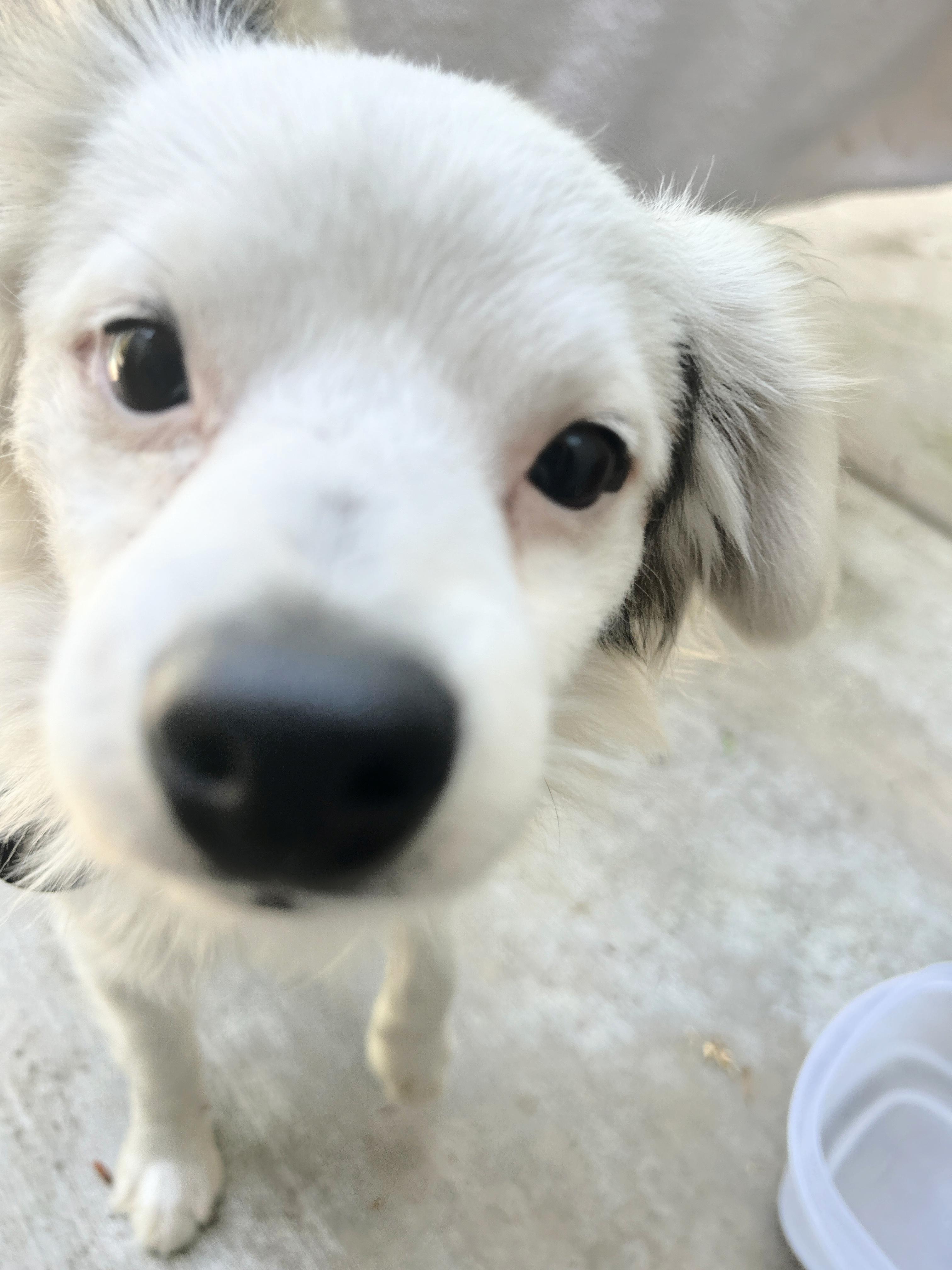 Enlarge Mikey is very sweet!, a Adopted mixed breed in Redondo Beach, CA image 2/6