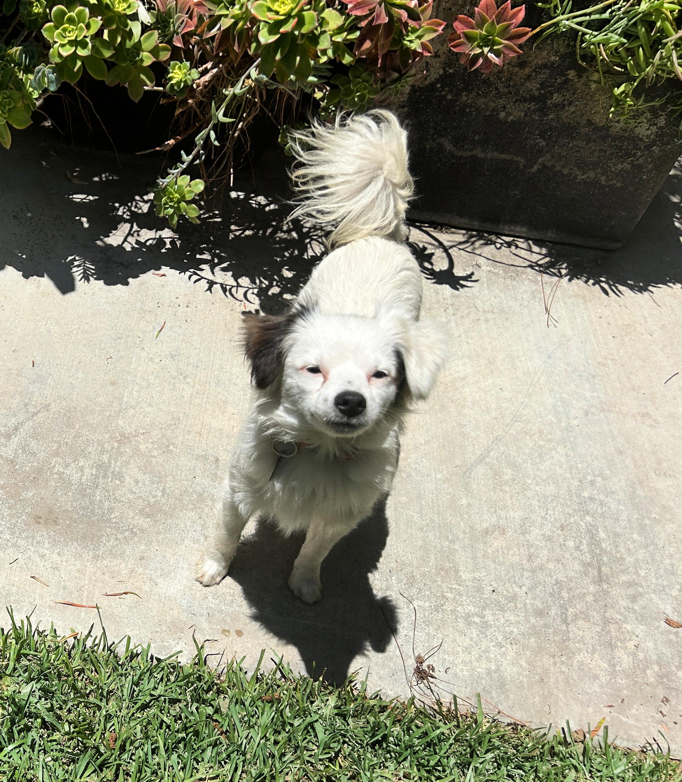 Enlarge Mikey is very sweet!, a Adopted mixed breed in Redondo Beach, CA image 3/6