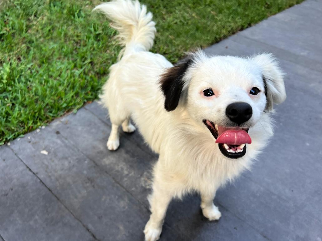 Enlarge Mikey is very sweet!, a Adopted mixed breed in Redondo Beach, CA image 4/6