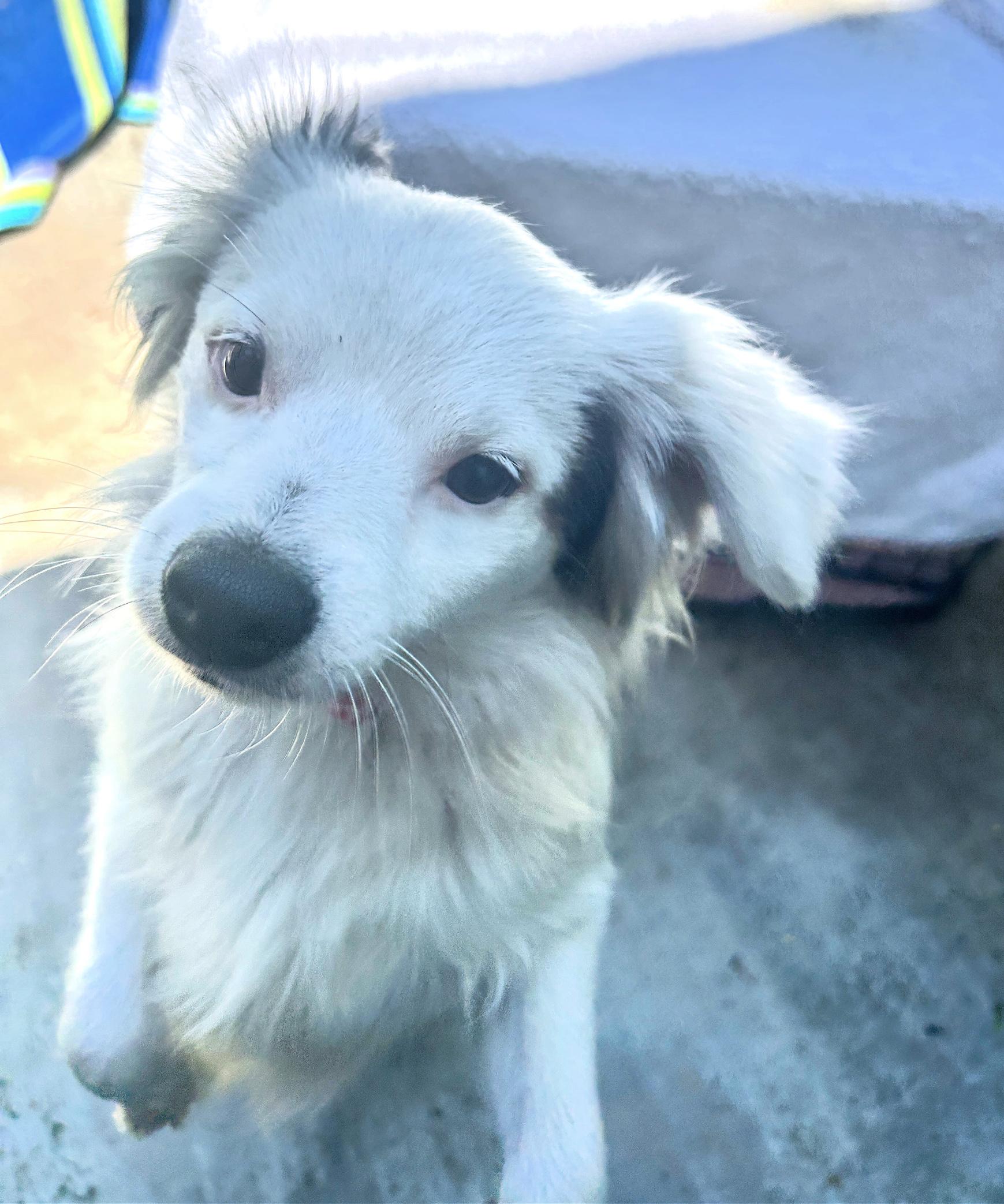 Enlarge Mikey is very sweet!, a Adopted mixed breed in Redondo Beach, CA image 5/6