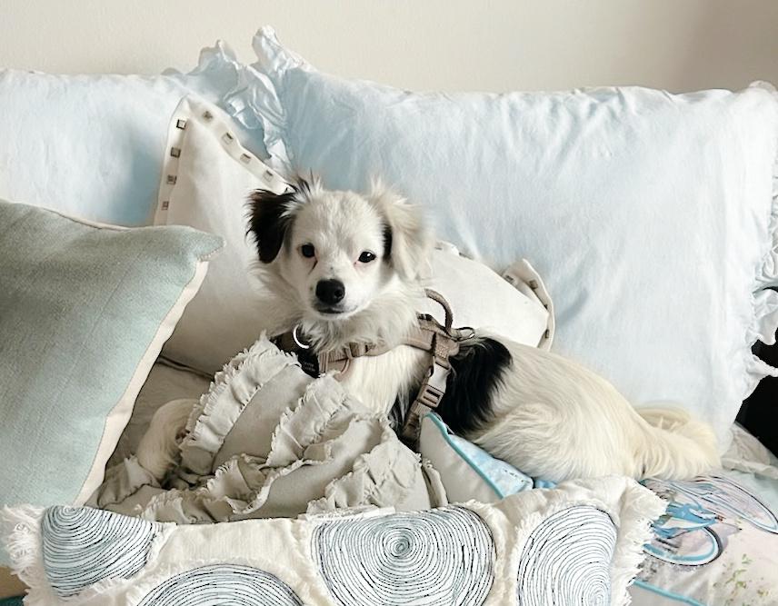 Enlarge Mikey is very sweet!, a Adopted mixed breed in Redondo Beach, CA image 6/6