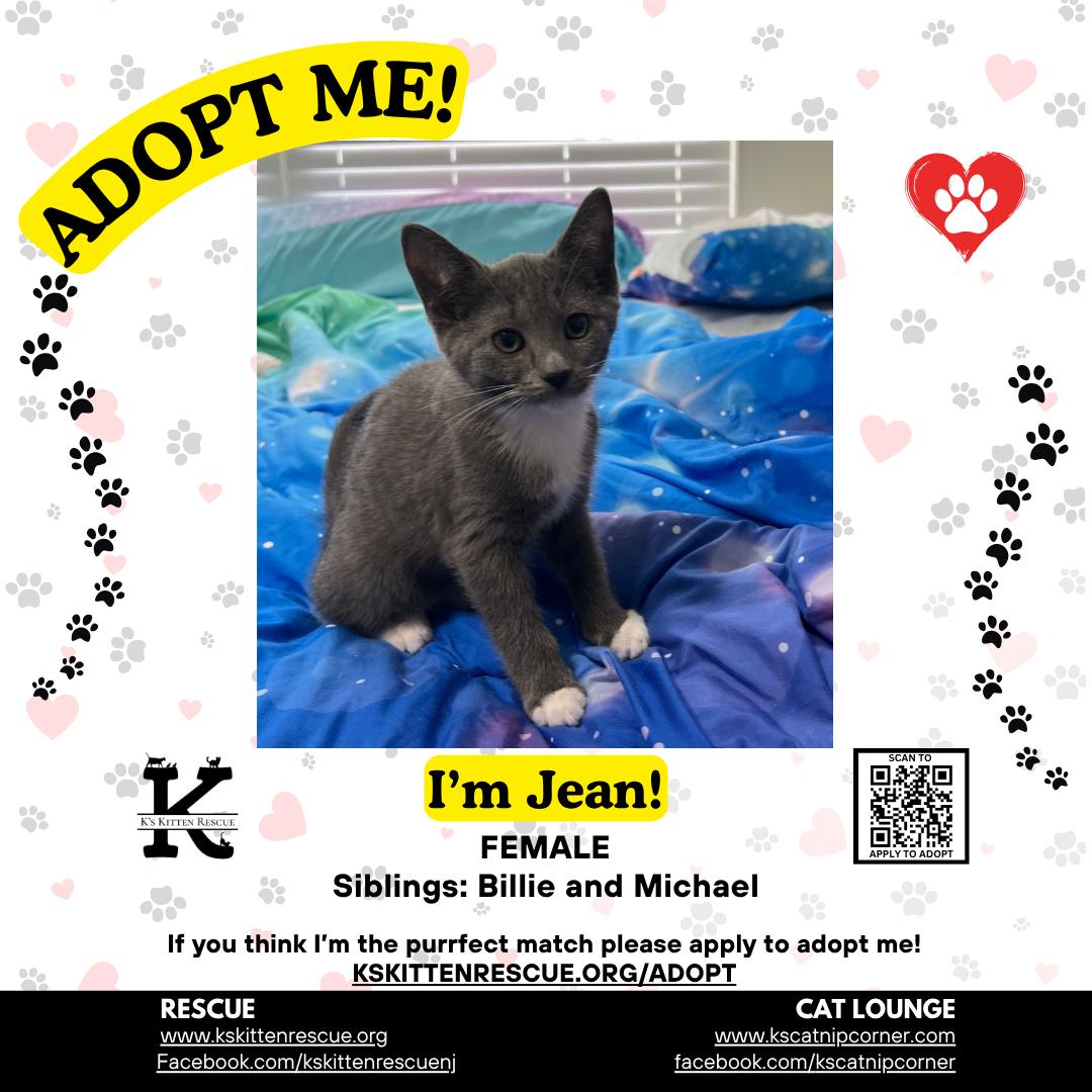 Enlarge Jean, a ADOPTABLE Domestic Short Hair in Brick, NJ image 1/1