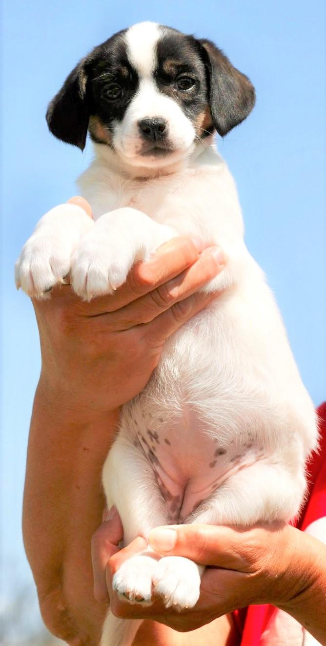 Enlarge 2026Quinn, an adopted mixed breed in Frederick, MD image 4/4