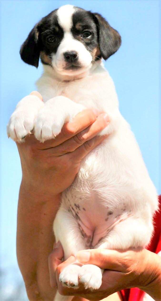 Enlarge 2026Quinn, an adopted mixed breed in Frederick, MD image 3/4