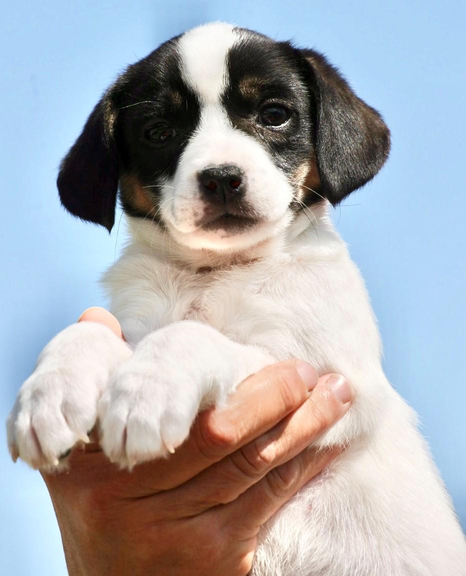 Enlarge 2026Quinn, an adopted mixed breed in Frederick, MD image 2/4