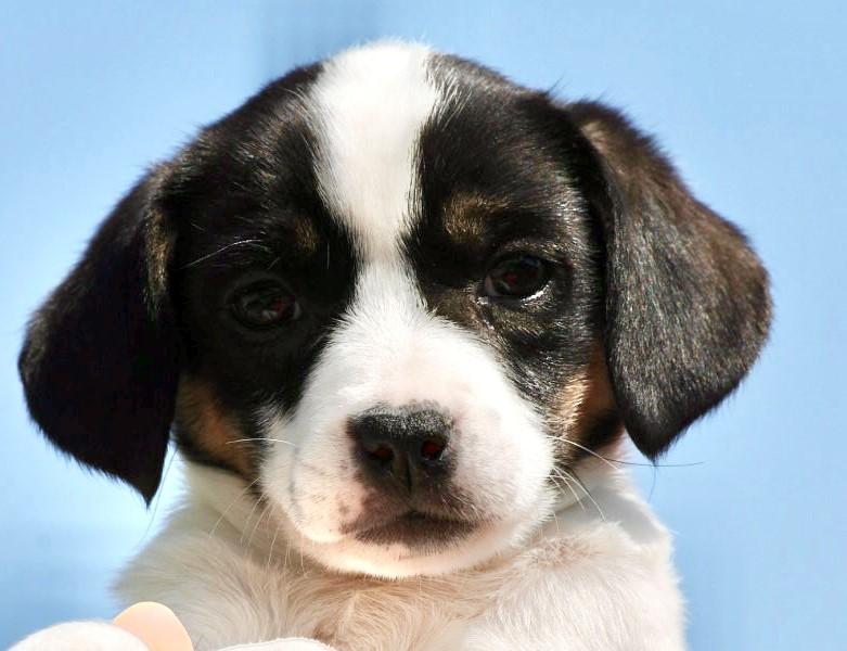 2026Quinn, adopted, Puppy Female Corgi & Beagle.