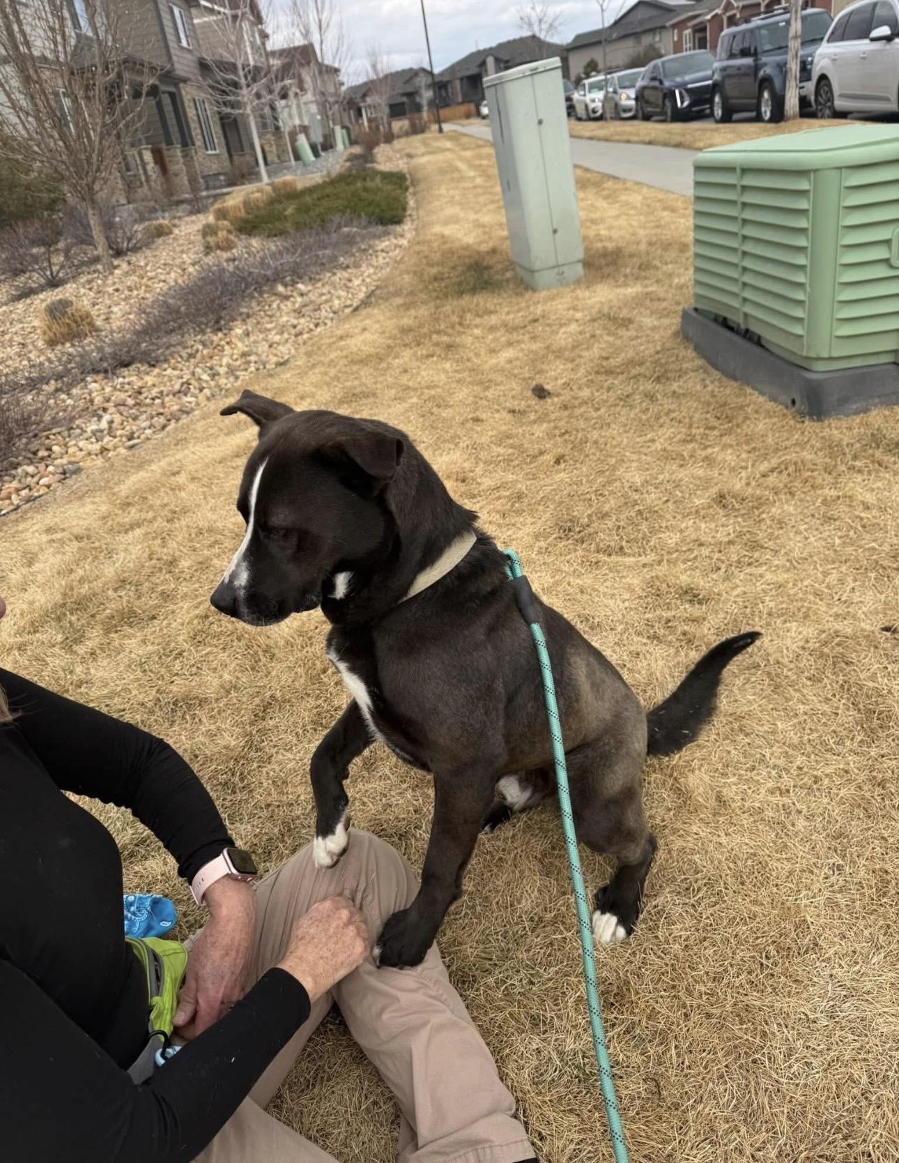 Ramen, a Adoptable mixed breed in Colorado Springs, CO image 3/6