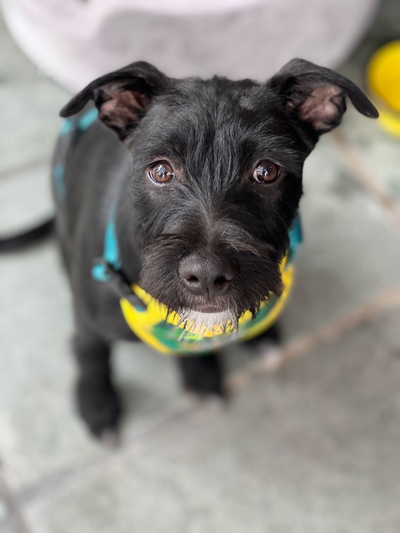 Zoe, a Adoptable mixed breed in Rancho Santa Fe, CA image 2/4