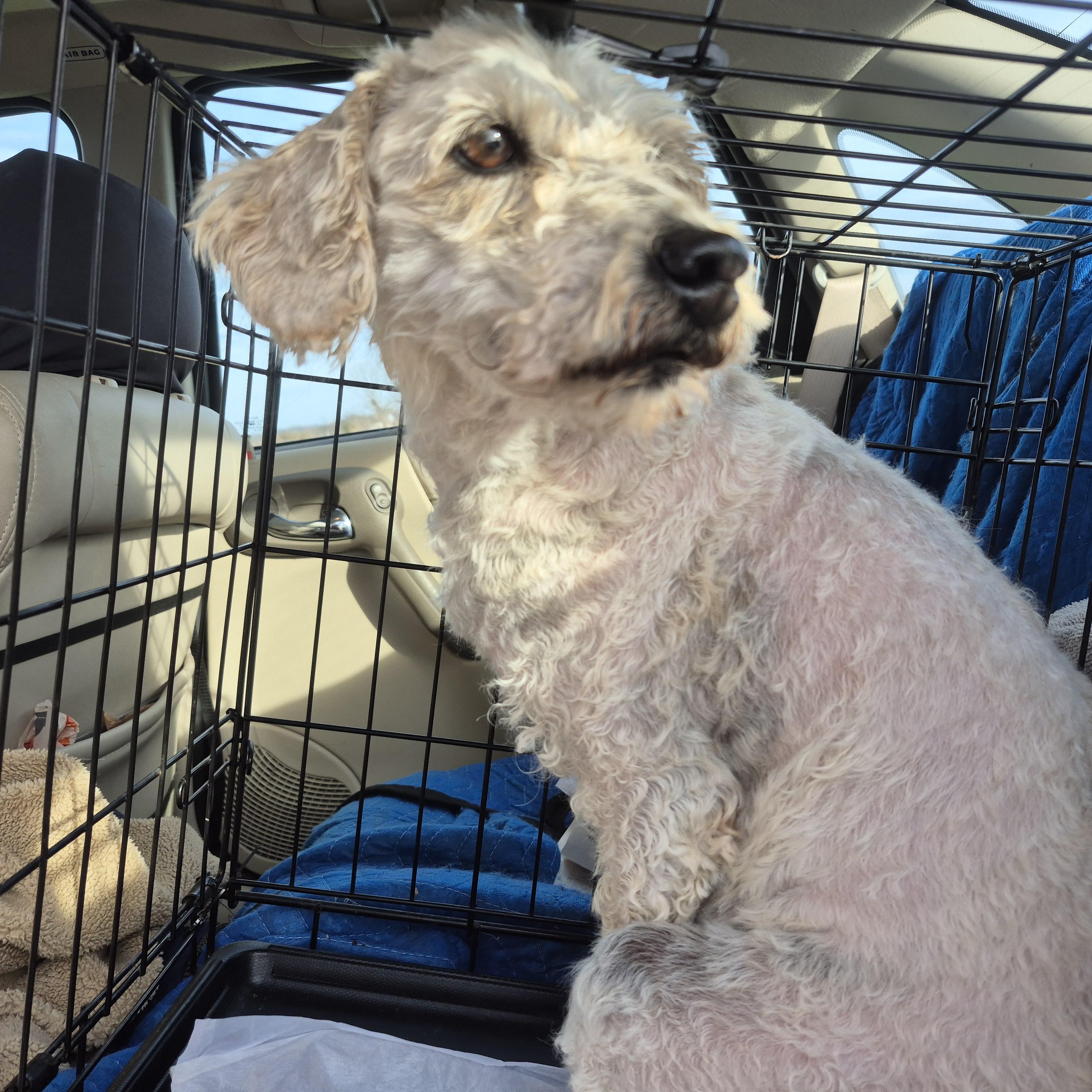 Enlarge MOLLY, a Adoptable Goldendoodle in Sardinia, OH image 4/5