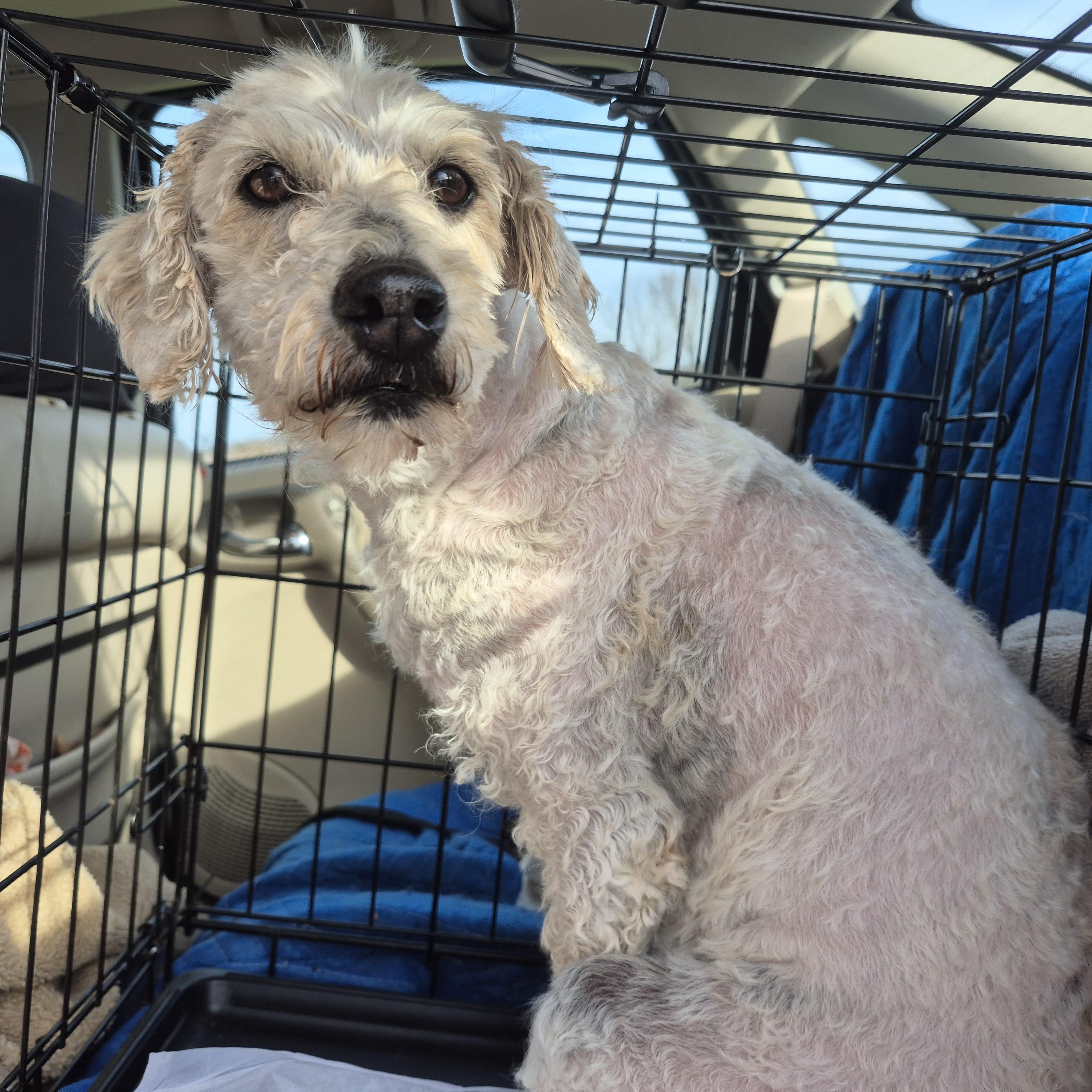 Enlarge MOLLY, a Adoptable Goldendoodle in Sardinia, OH image 5/5