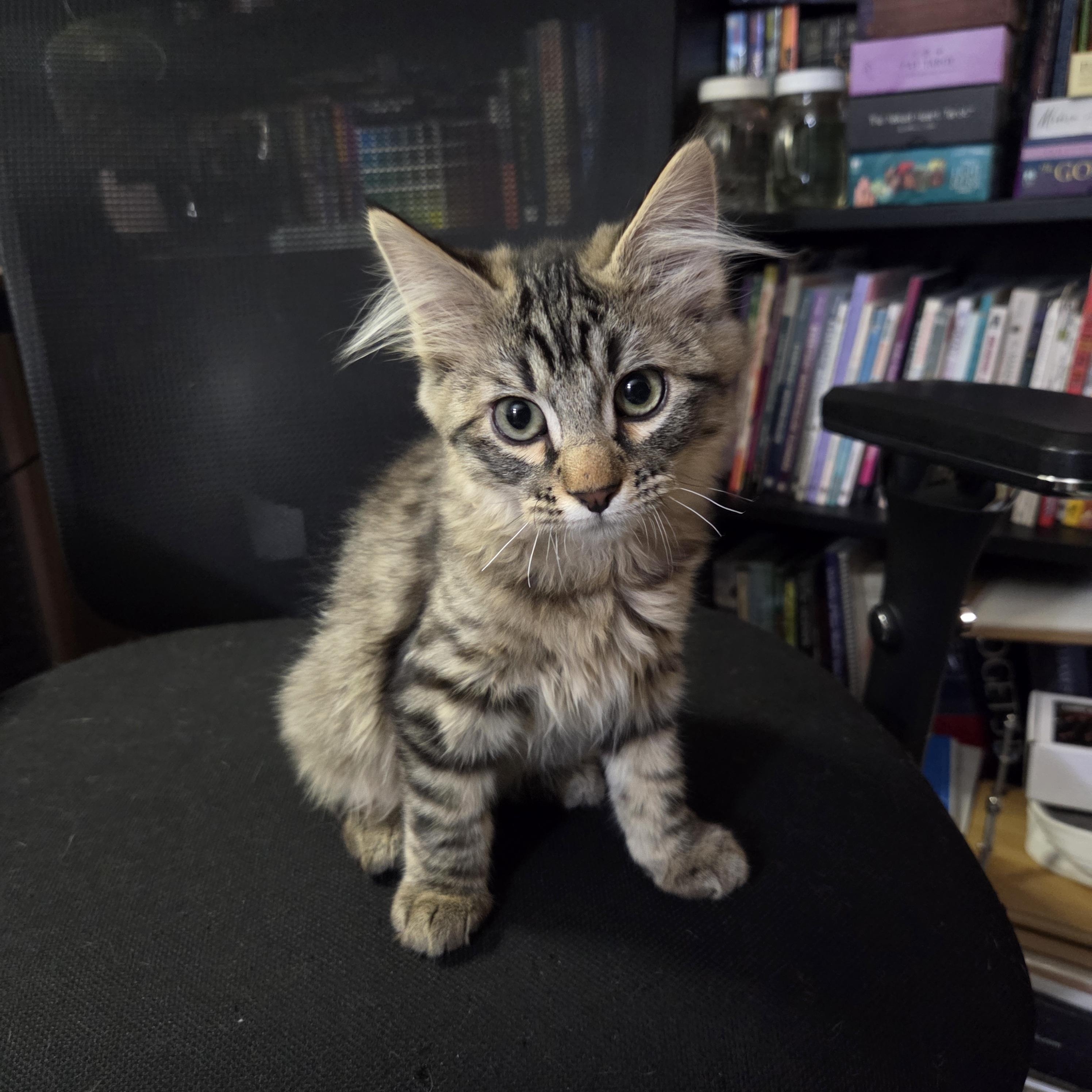 Enoki, Adoptable, Kitten Male Domestic Medium Hair & Tabby.