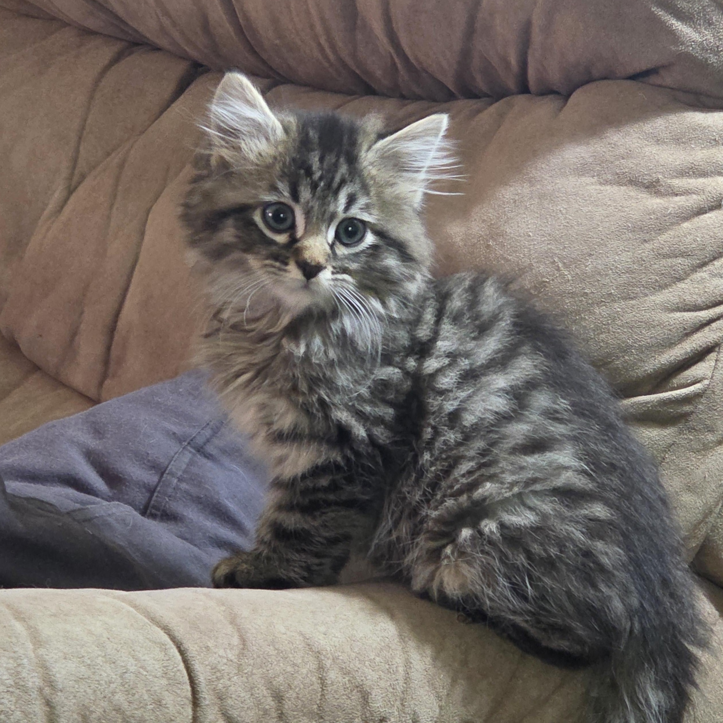 Enlarge Enoki, a Adoptable mixed breed in Midvale, UT image 2/5