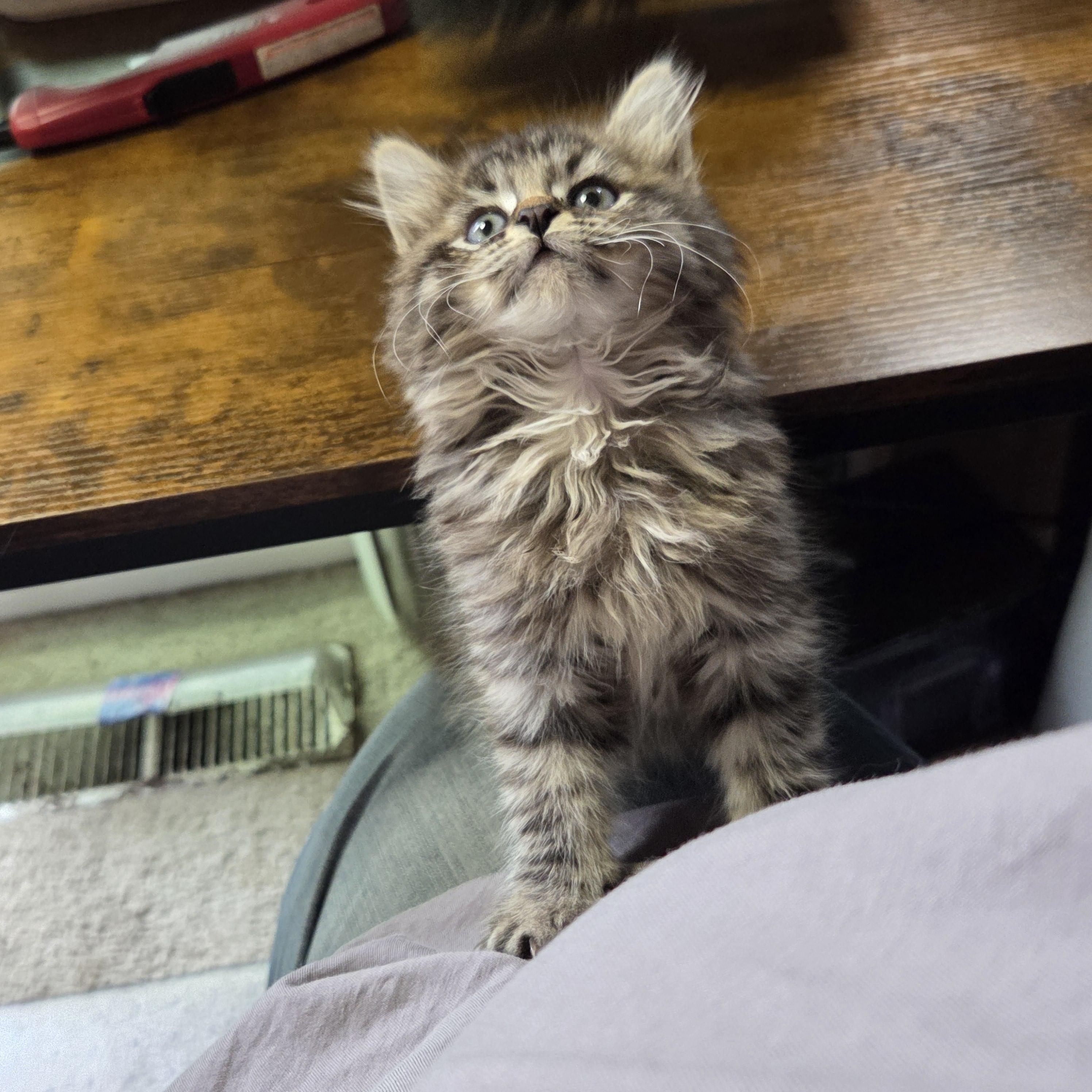 Enlarge Enoki, a Adoptable mixed breed in Midvale, UT image 4/5