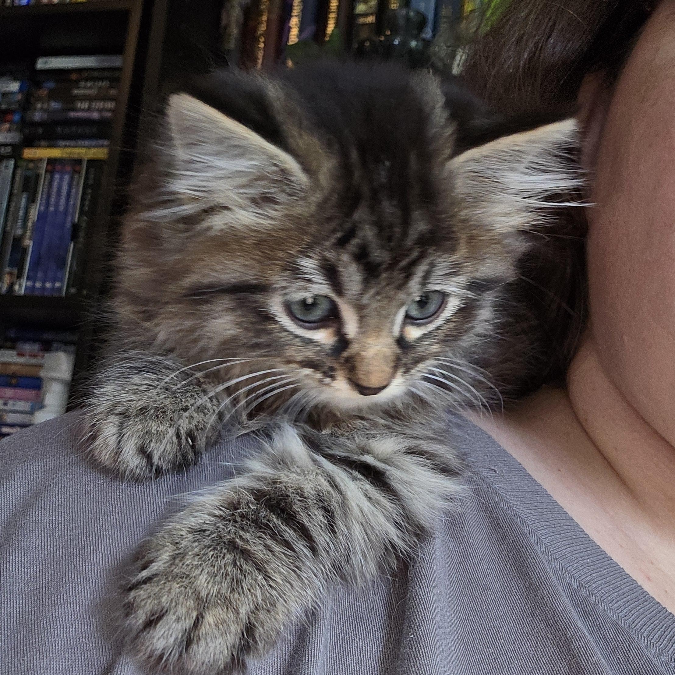 Enlarge Enoki, a Adoptable mixed breed in Midvale, UT image 5/5