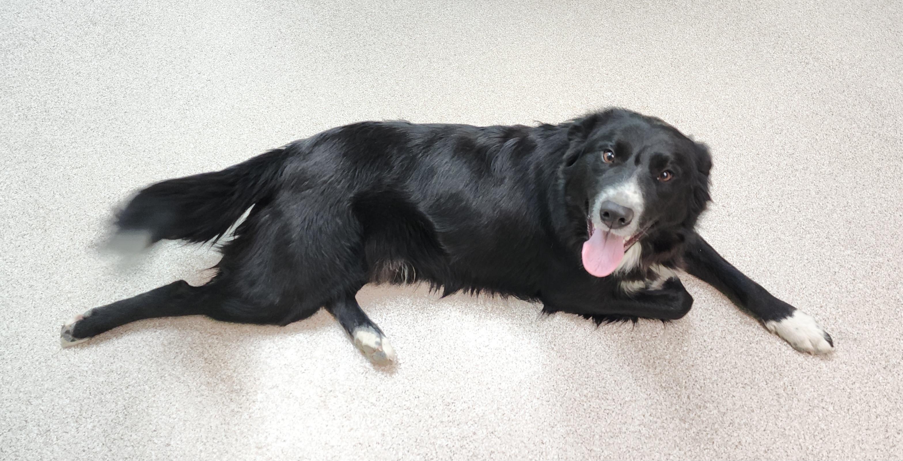 Enlarge Ziggy, a ADOPTABLE Border Collie in Fairfield, IA image 1/1