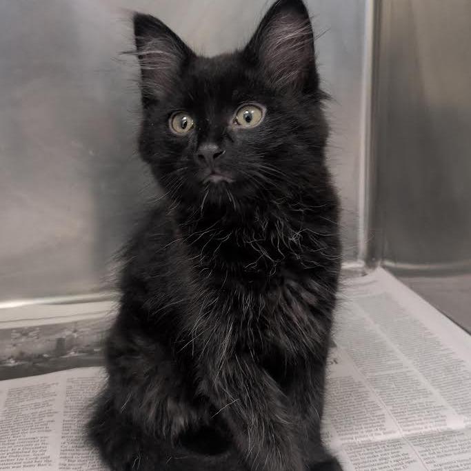 Enlarge Water Gun, an adopted Domestic Long Hair in Kansas City, KS image 1/1