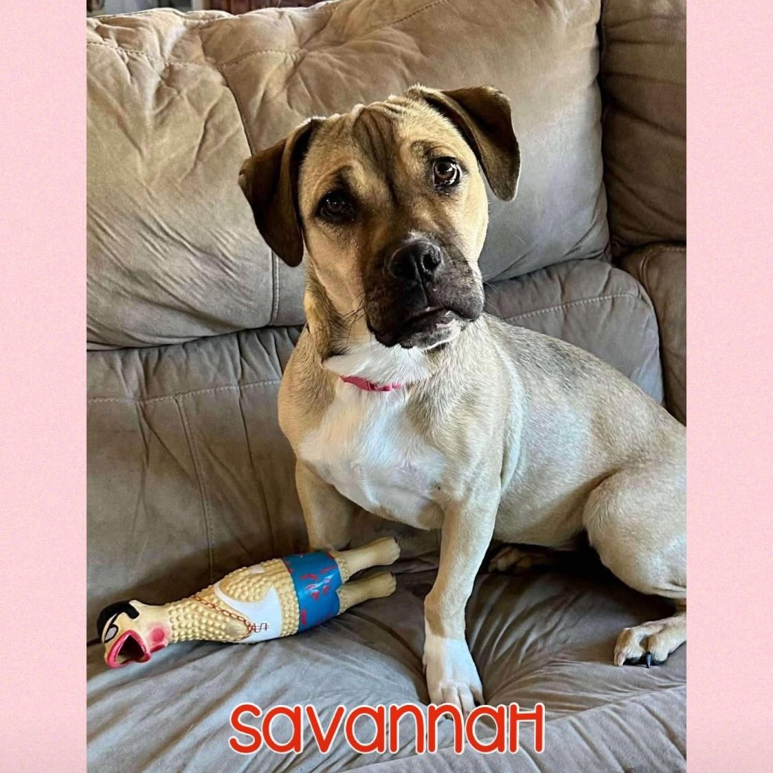 Savannah, a Adopted mixed breed in Phoenix, AZ image 1/5