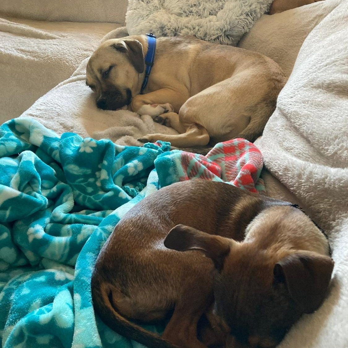 Savannah, a Adopted mixed breed in Phoenix, AZ image 4/5