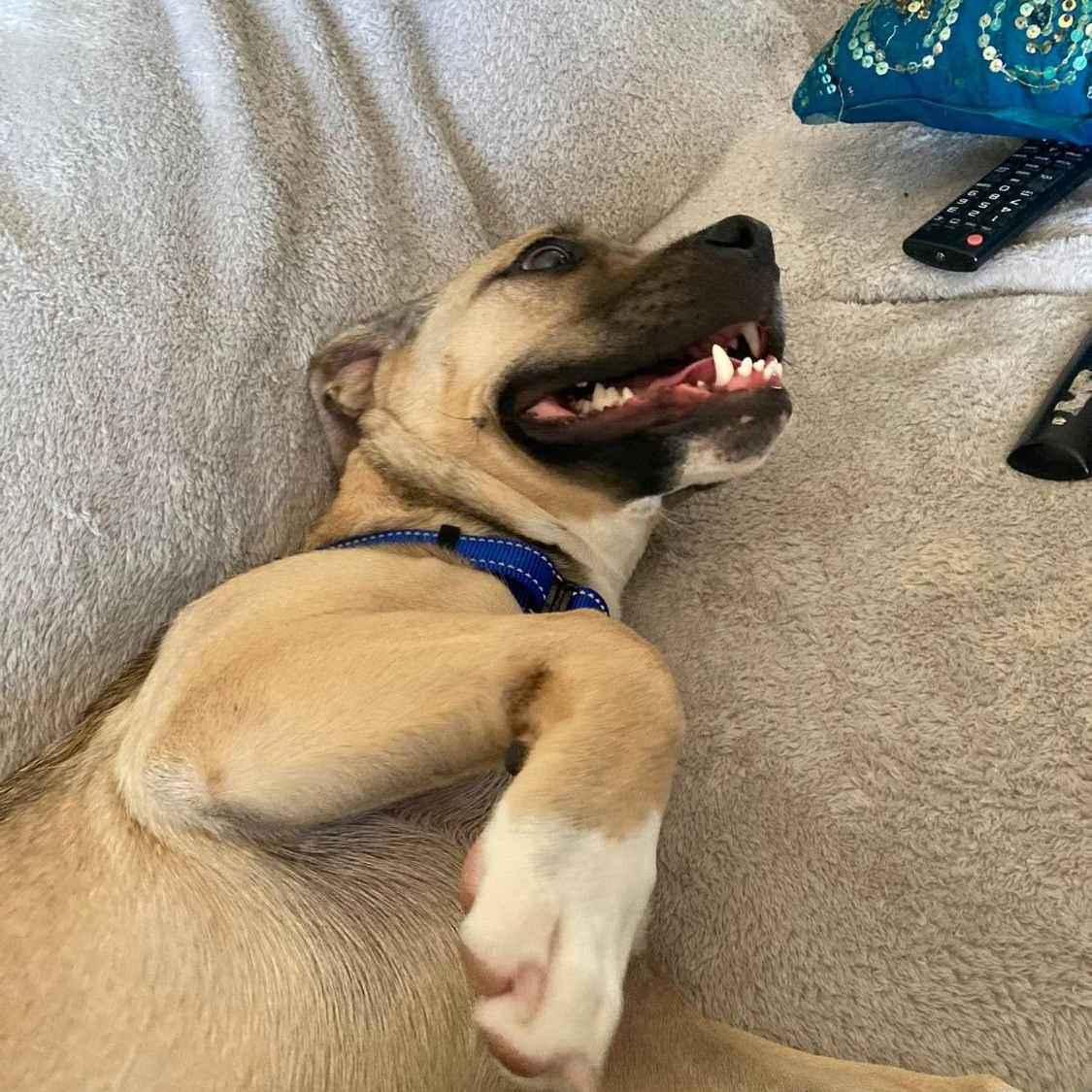 Savannah, a Adopted mixed breed in Phoenix, AZ image 5/5