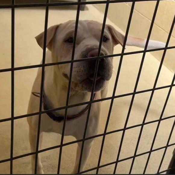 Enlarge CoCo, a Adoptable mixed breed in Clarksville, VA image 2/6
