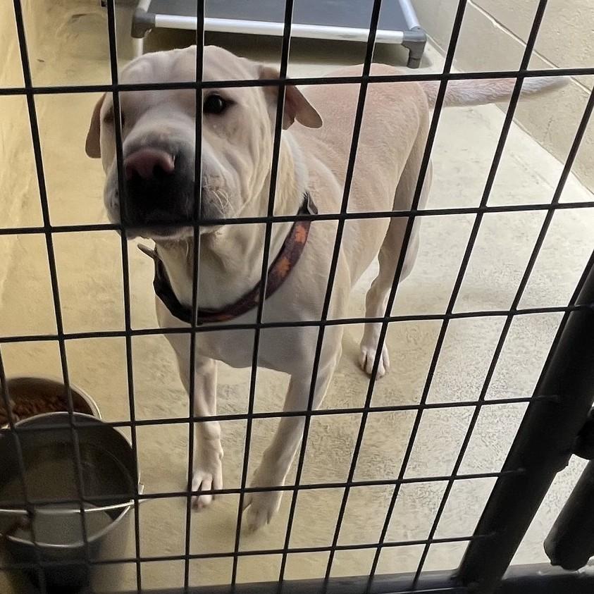 Enlarge CoCo, a Adoptable mixed breed in Clarksville, VA image 1/6